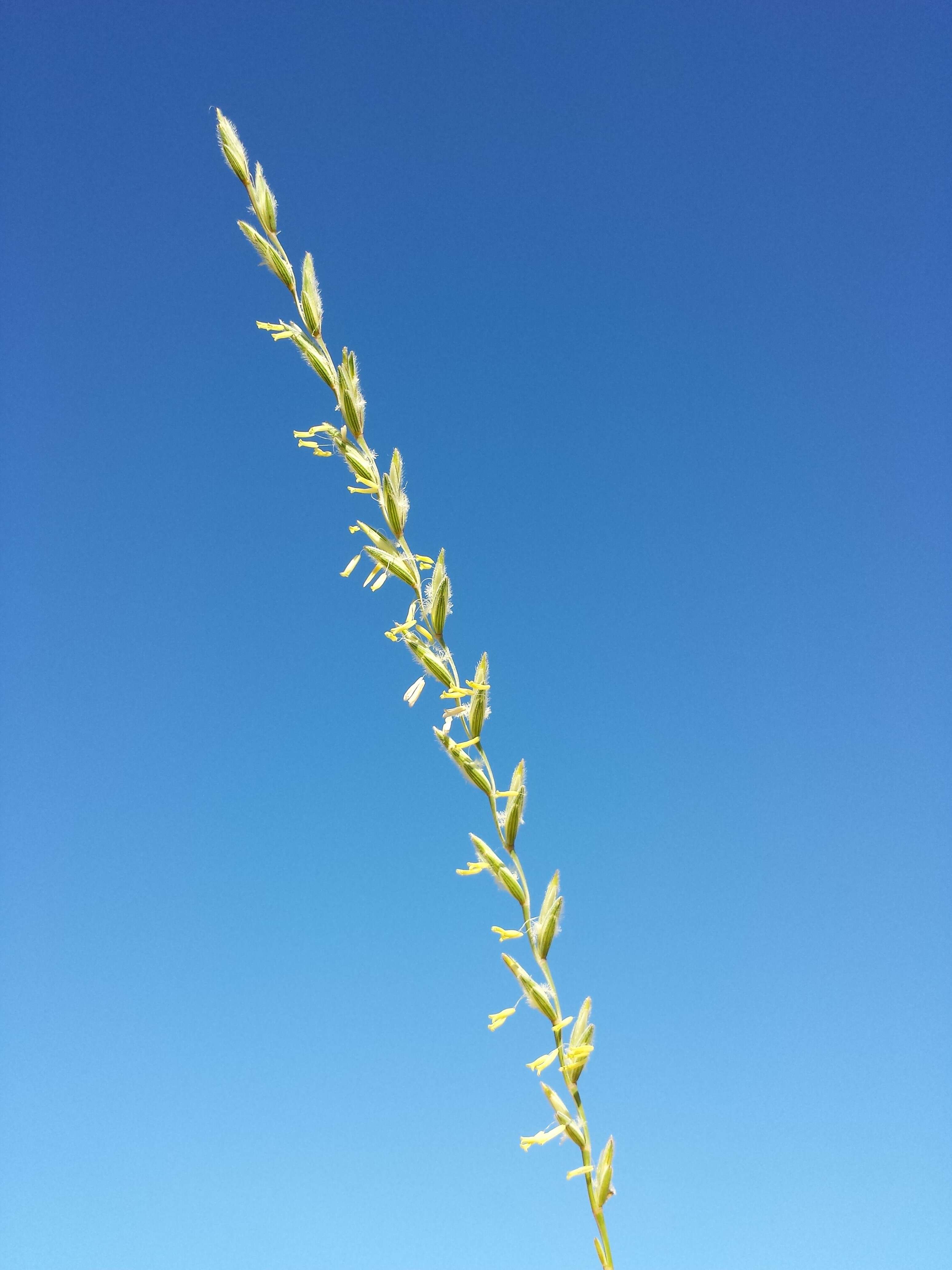 Image of intermediate wheatgrass