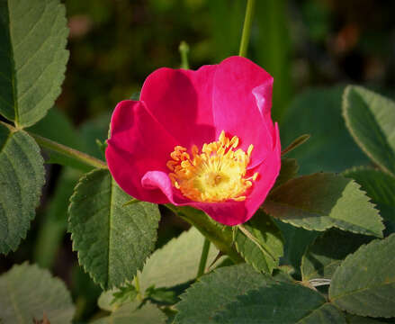 Image of alpine rose