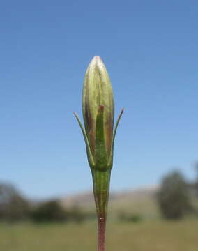 Image of Wahlenbergia capillaris (G. Lodd.) G. Don