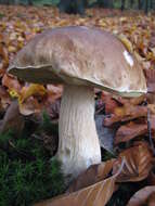 Image of Cep