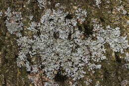 Image of Hammered shield lichen