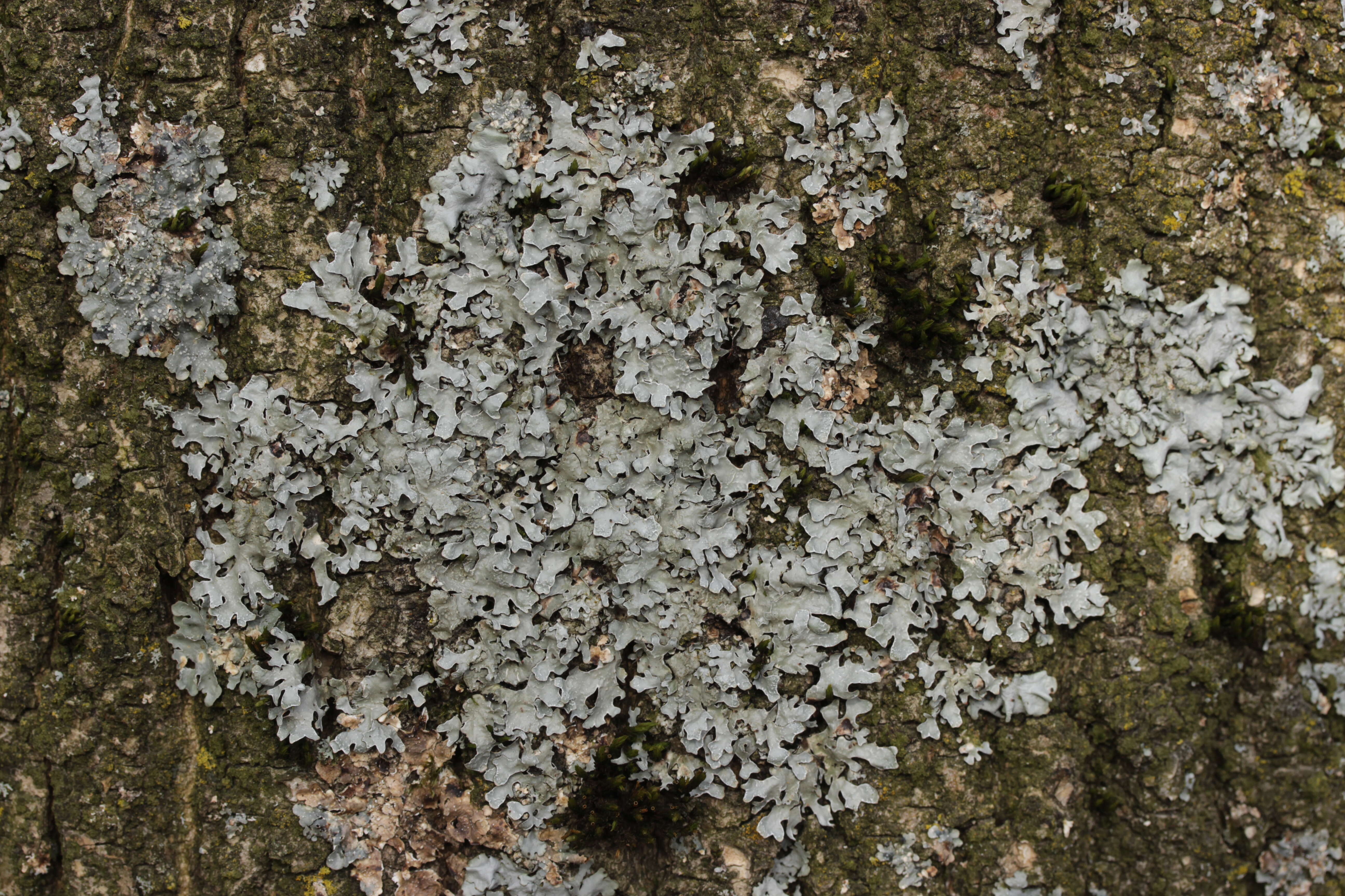 Image of Hammered shield lichen