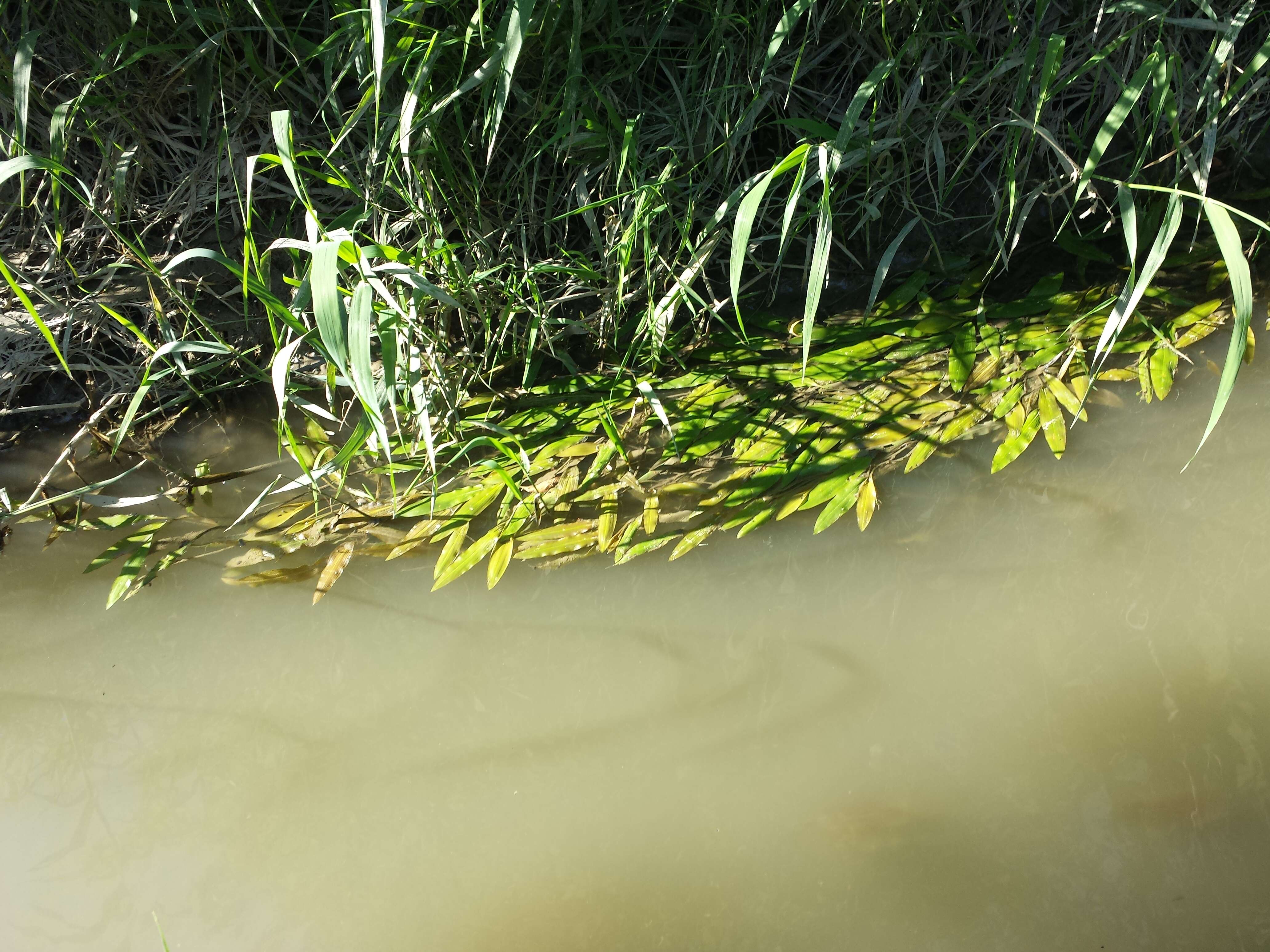 Imagem de Potamogeton nodosus Poir.