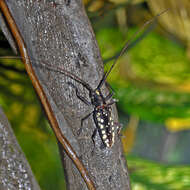 Taeniotes farinosus (Linné 1758)的圖片