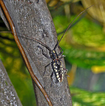 Taeniotes farinosus (Linné 1758)的圖片