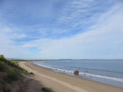 Image of European beachgrass