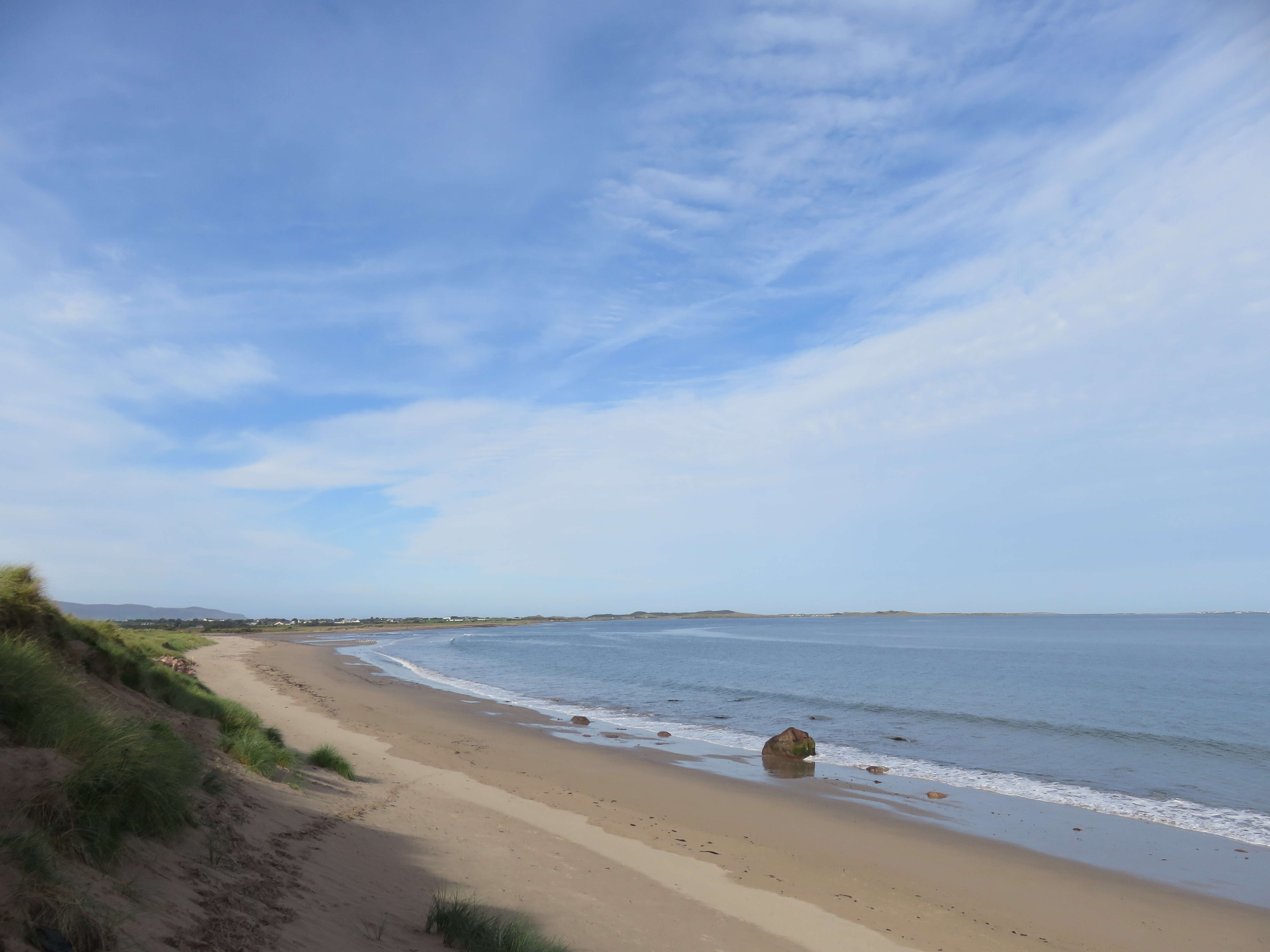 Image of European beachgrass