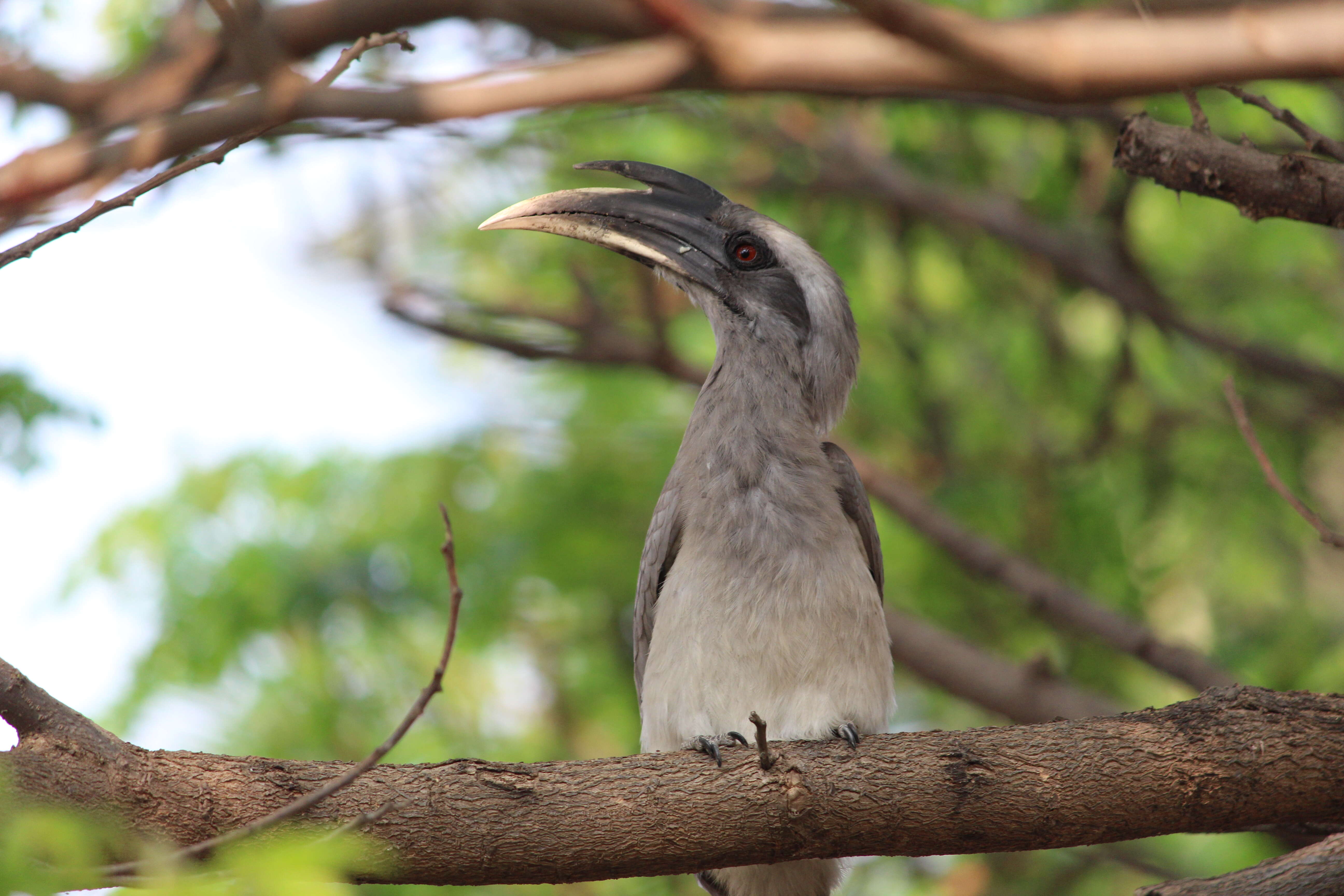 Image of Indian Grey Hornbill