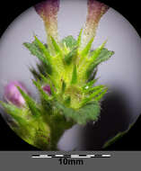 Image of Downy Hemp Nettle