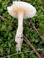 Image of Snowy Waxcap