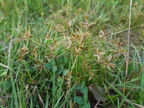 Image of Yellow Flat Sedge