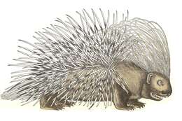 Image of Old World porcupines