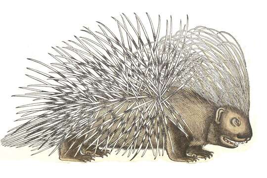 Image of Old World porcupines