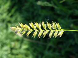 Image of Crested dogstail grass