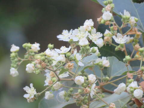 Kydia calycina Roxb. resmi