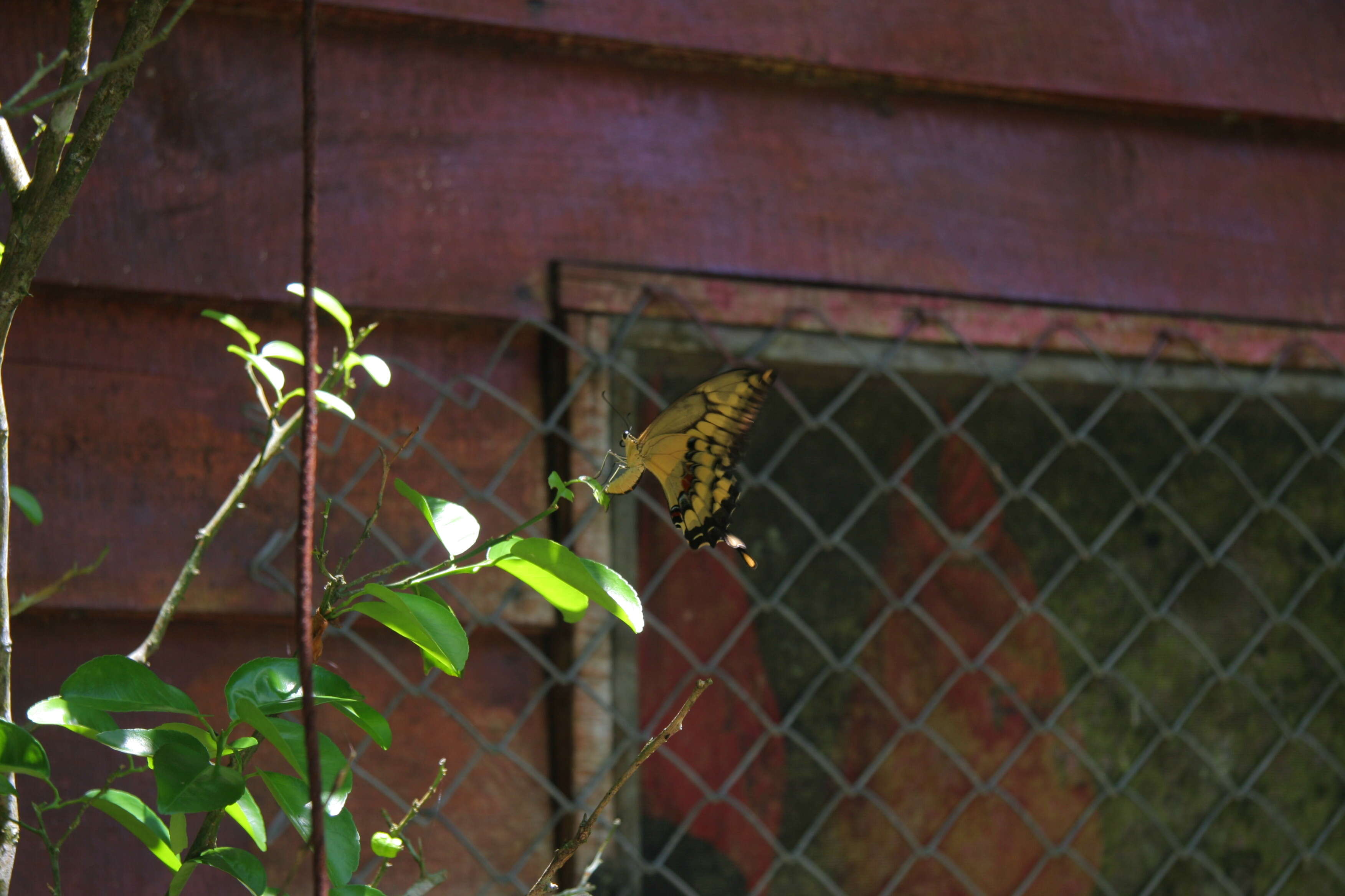 Image of Eastern Giant Swallowtail