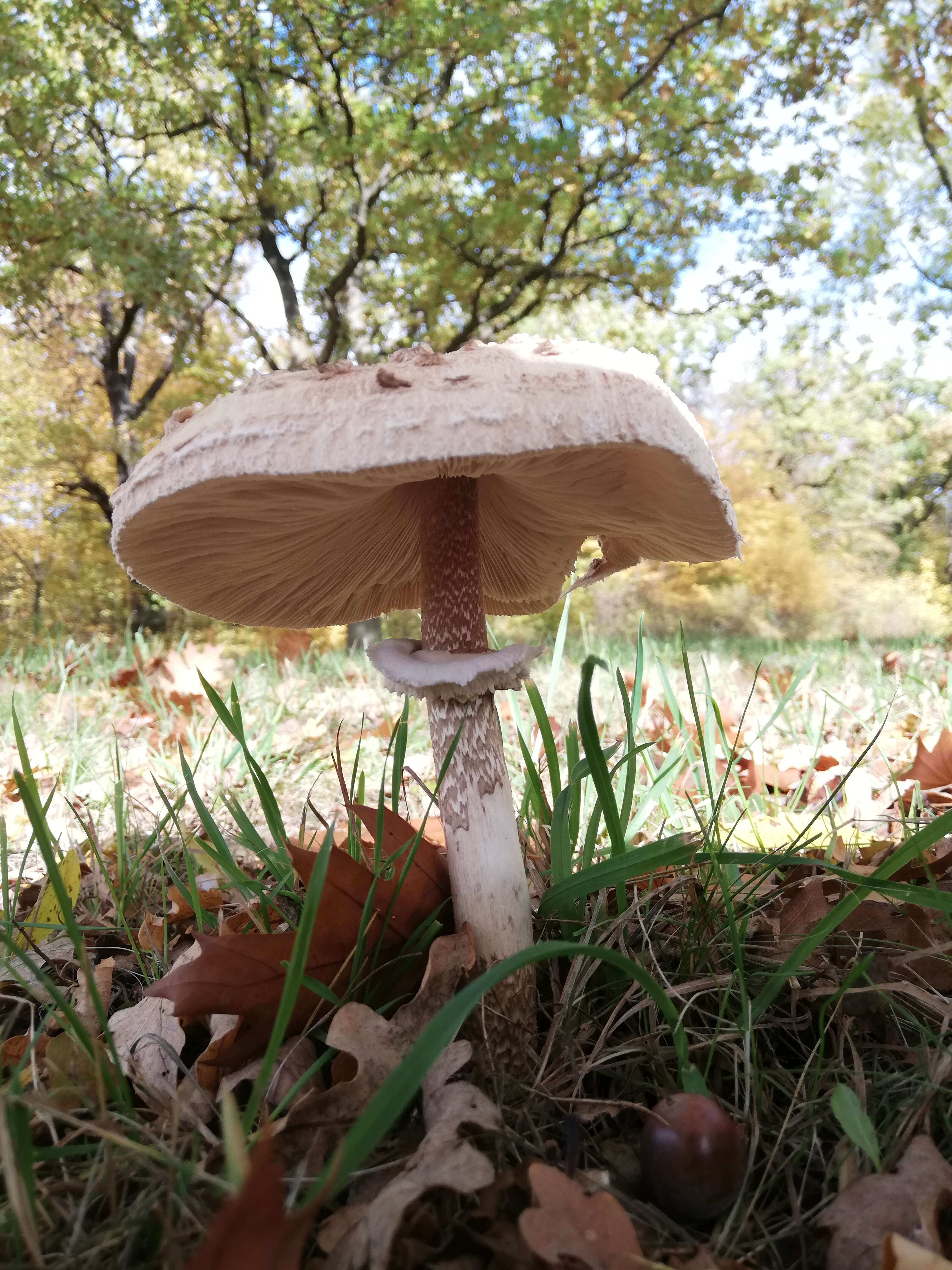 Image of Macrolepiota procera (Scop.) Singer 1948