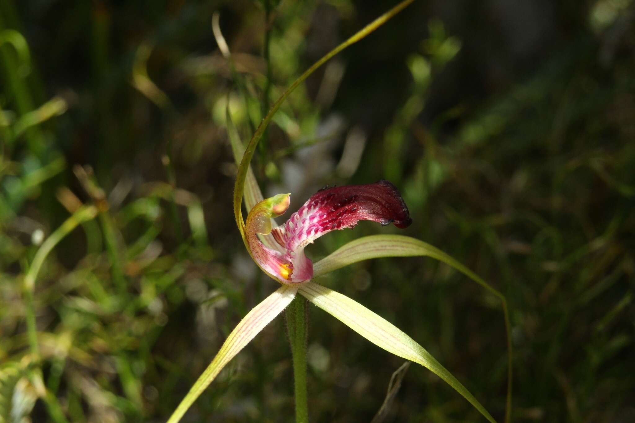Caladenia ambusta A. P. Br. & G. Brockman的圖片