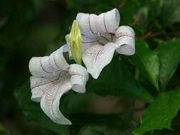 Image of River bells