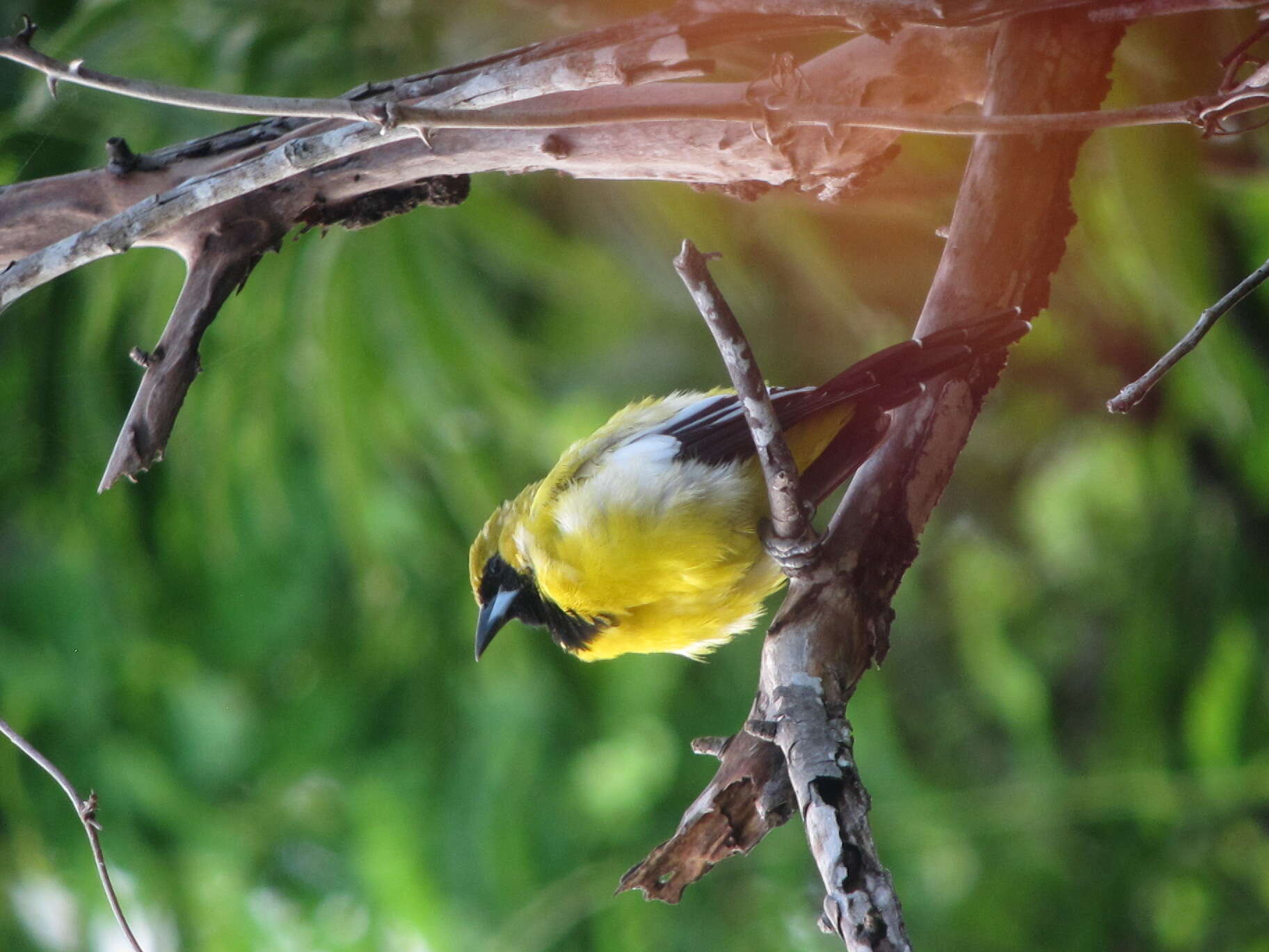 Imagem de Icterus leucopteryx (Wagler 1827)