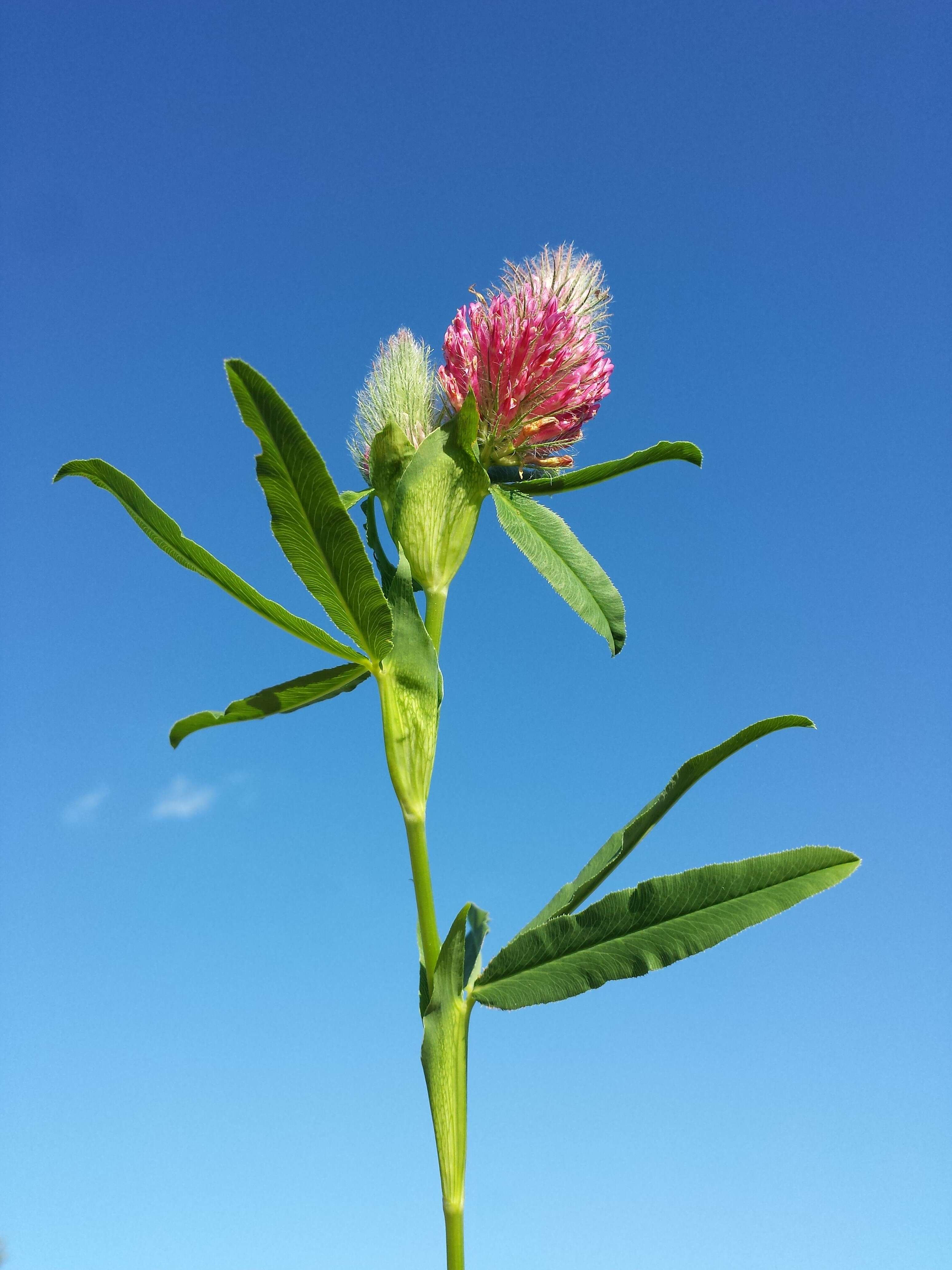 Image of Red Trefoil