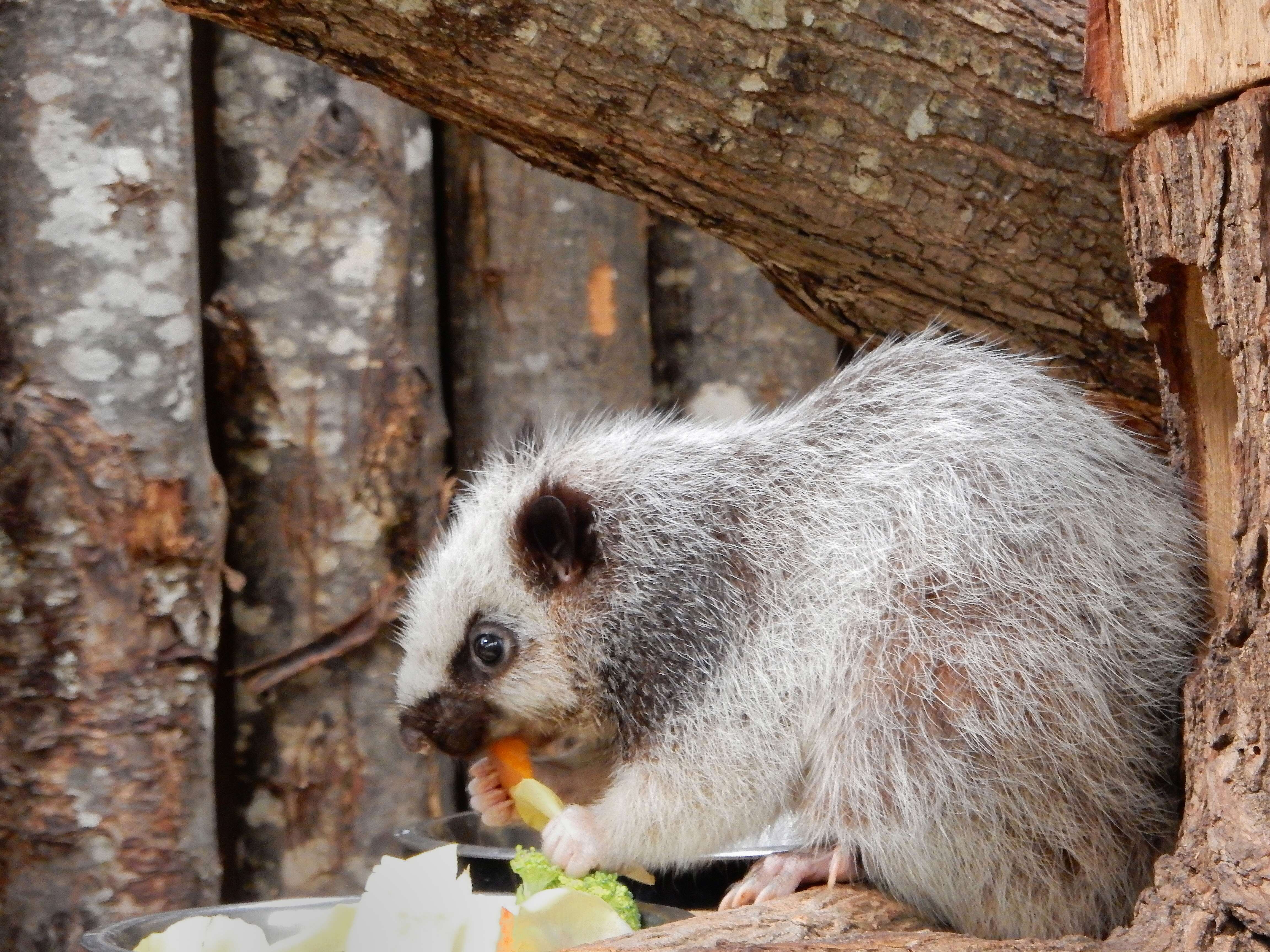 Image of Bushy-tailed Cloud Rat