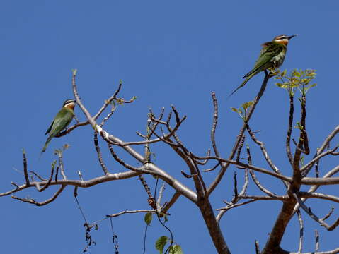 Image of Blue-cheeked Bee-eater