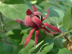 Image de Calycanthus floridus L.