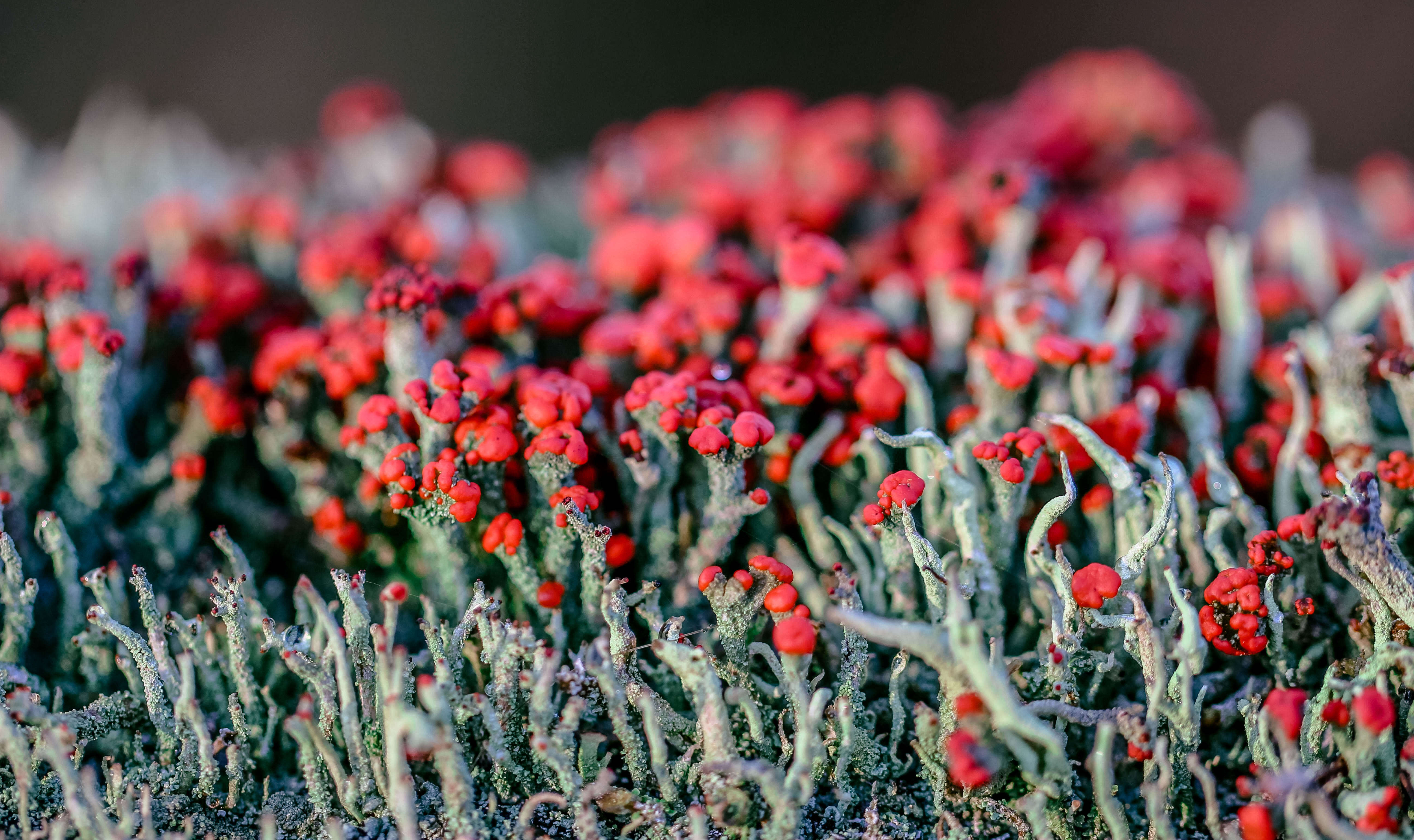 Image of Cladonia coccifera