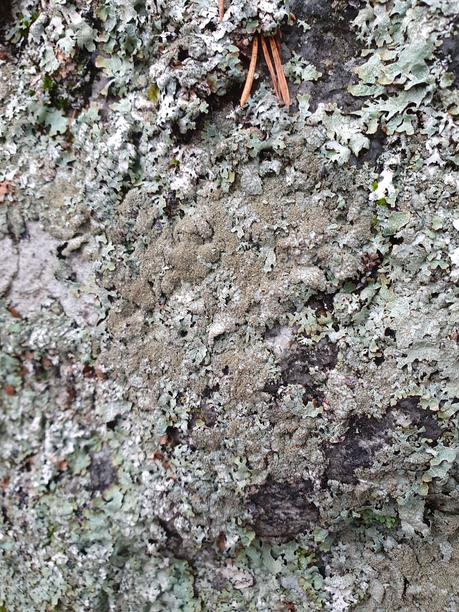 Image of shield lichen