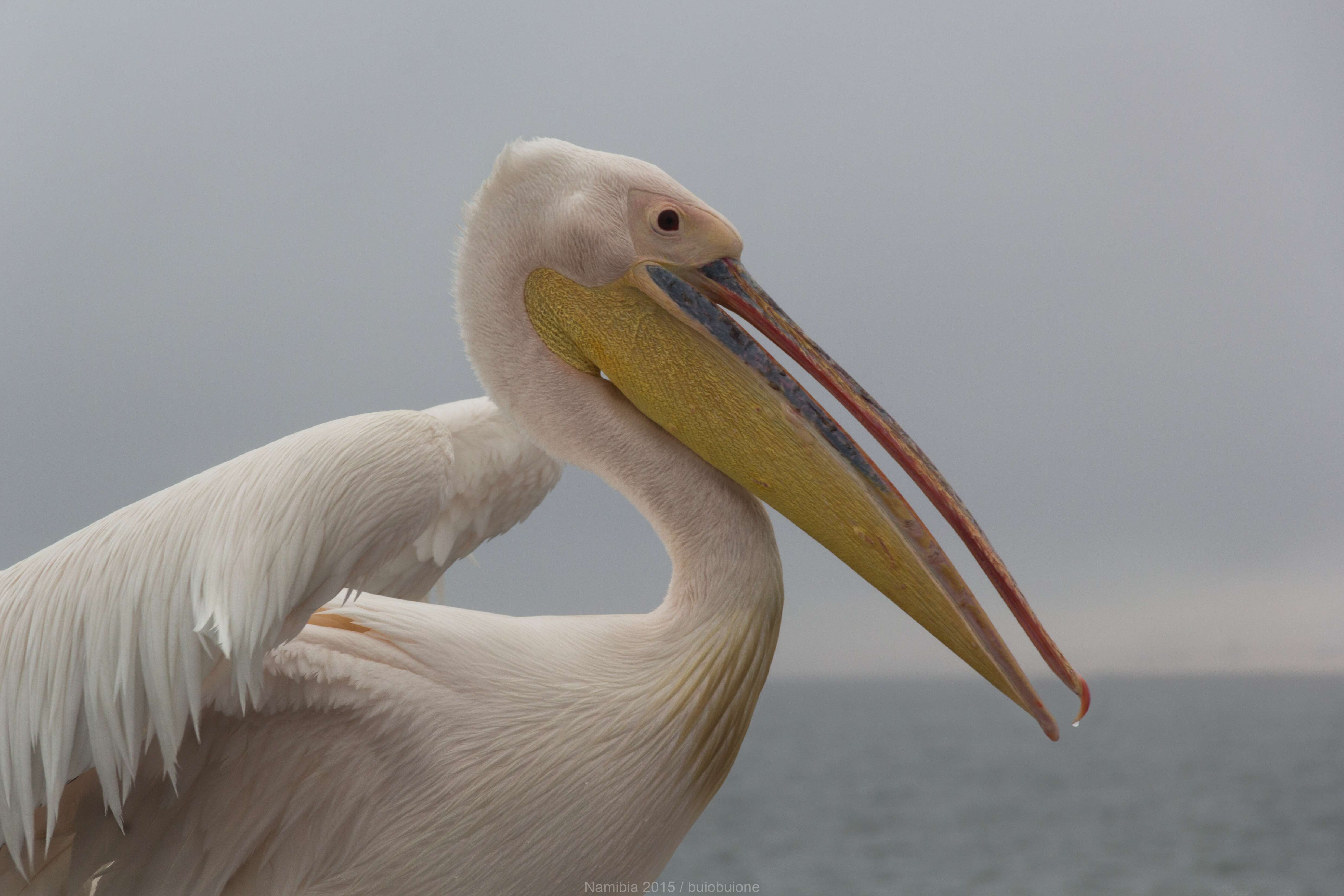 Image of Great White Pelican