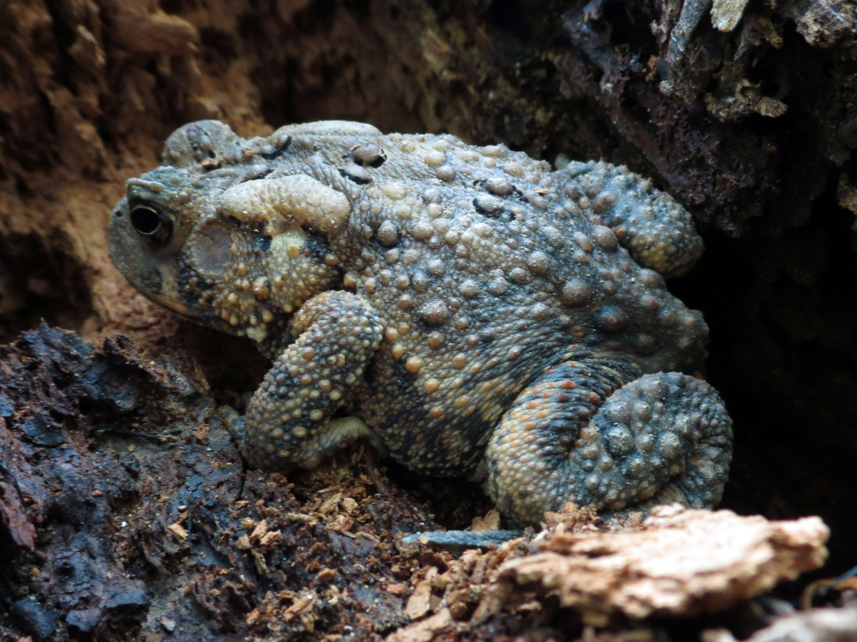 Image of American Toad