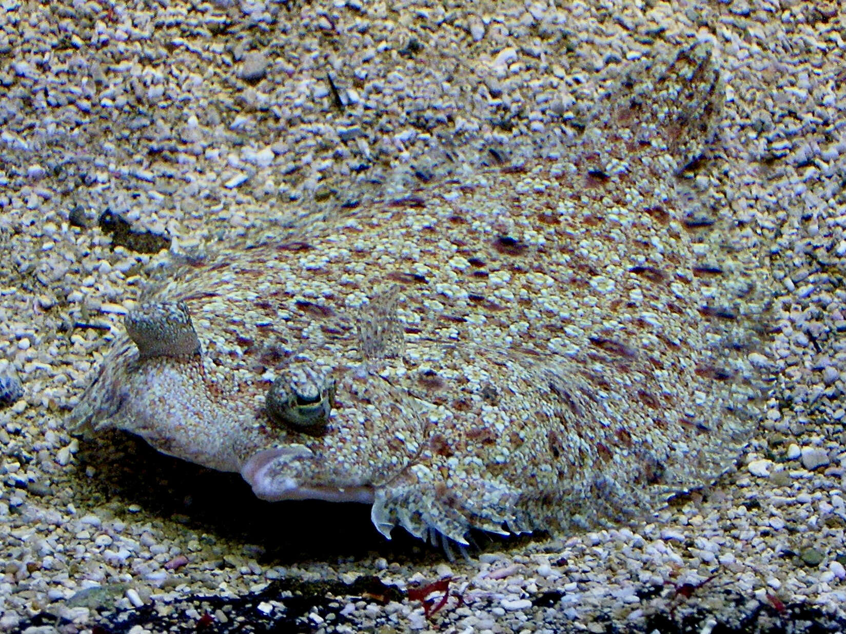 Image of Wide-eyed Flounder