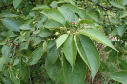 Plancia ëd Malus sikkimensis (Wenz.) Koehne