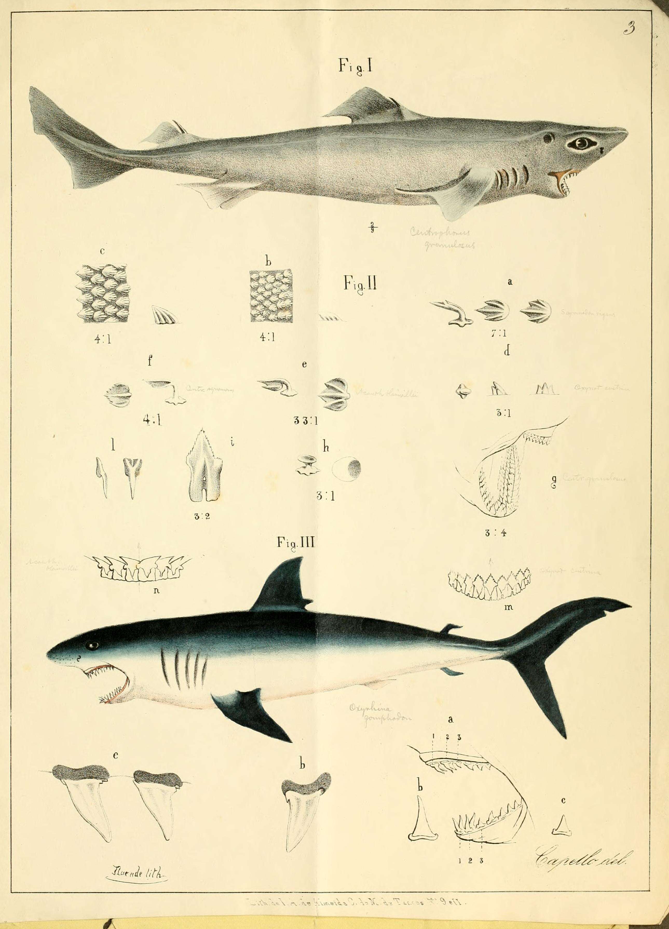 Image of Gulper shark