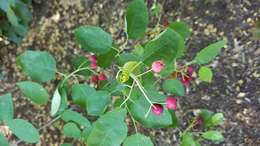 Image de Amelanchier laevis Wieg.