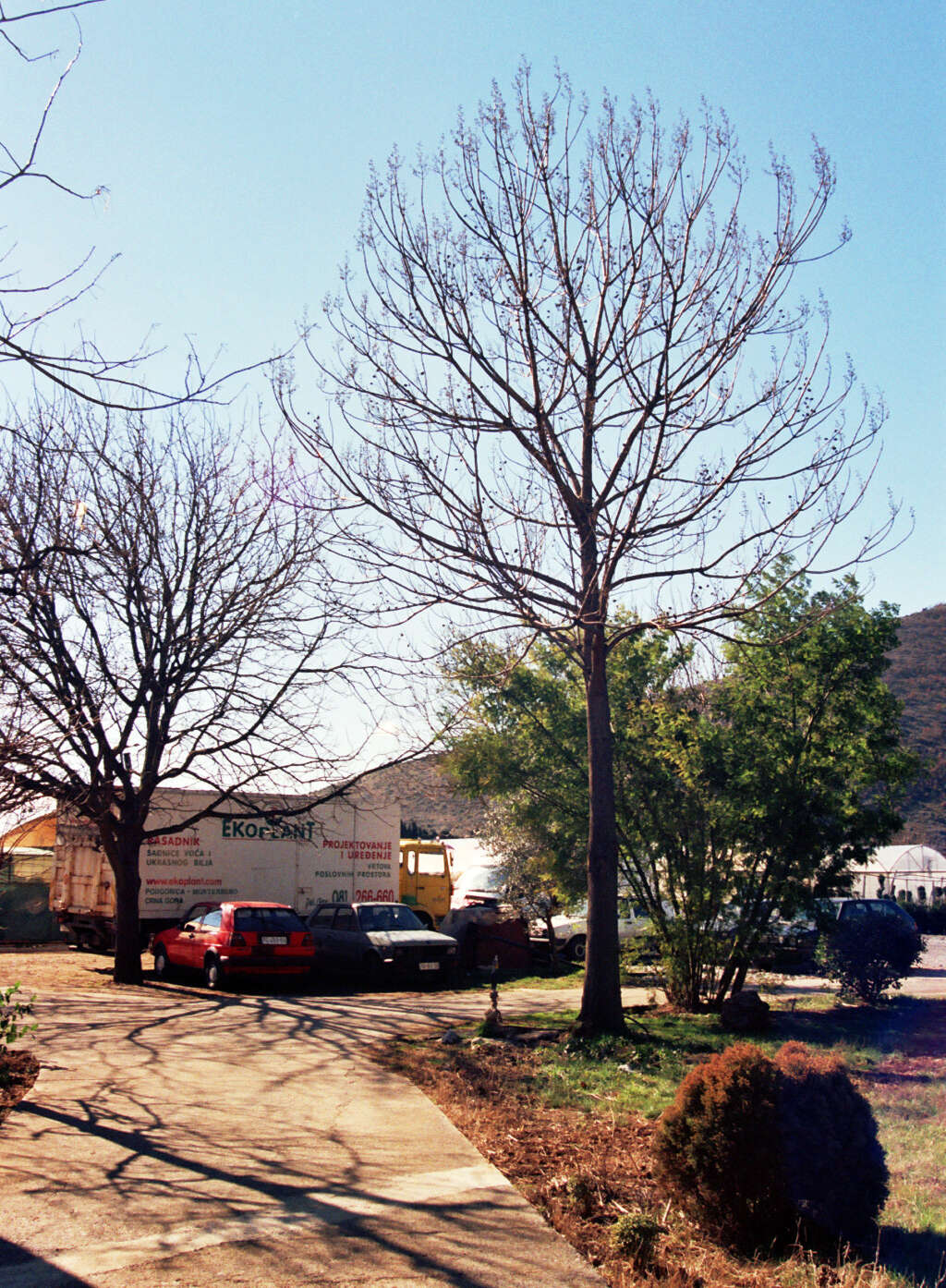 Image of Paulownia fortunei (Seem.) Hemsl.