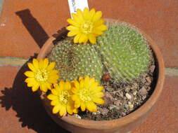 Image of Rebutia minuscula K. Schum.