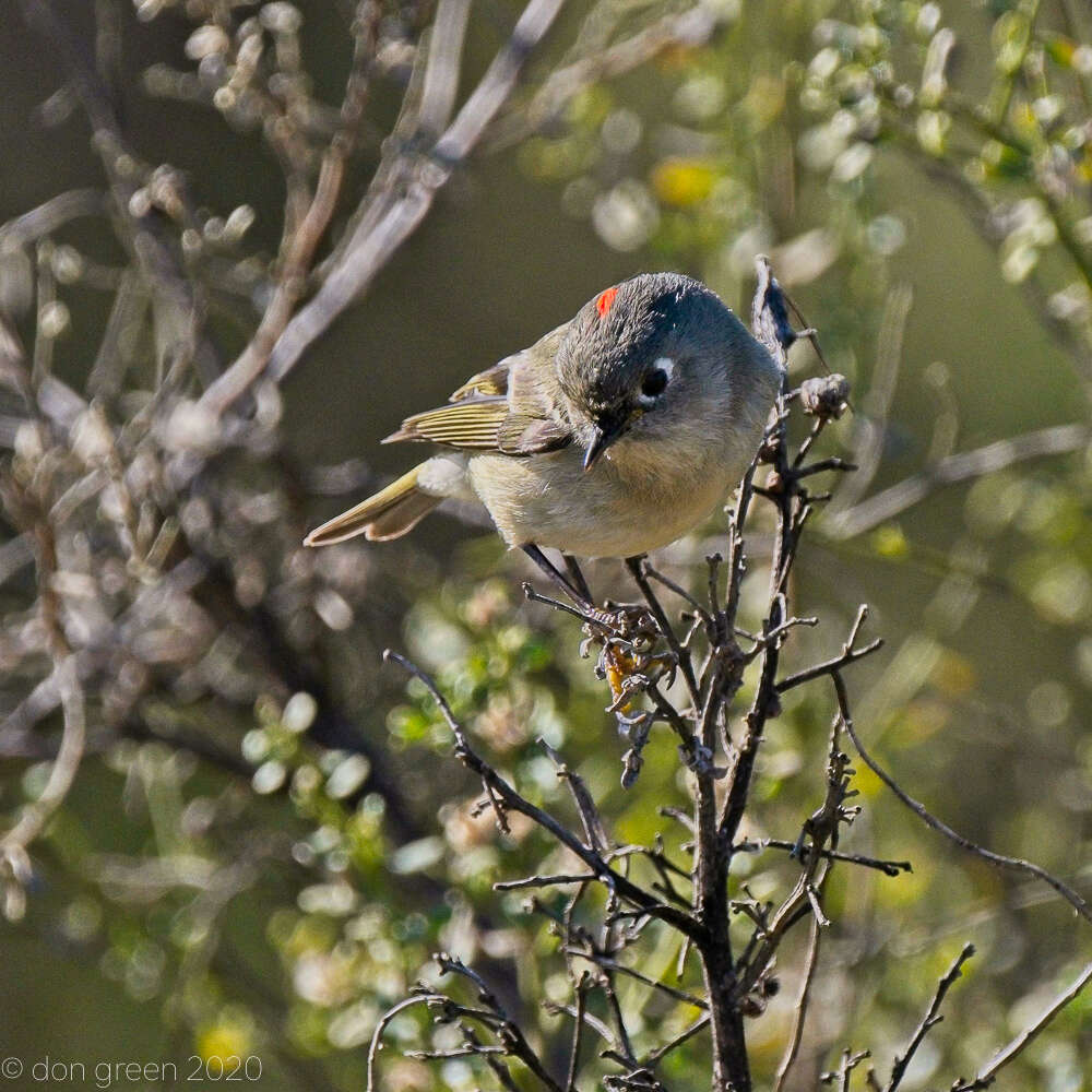 Regulidae resmi