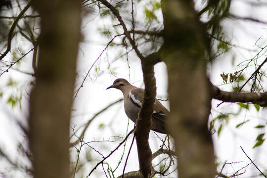 Image of White-winged Dove