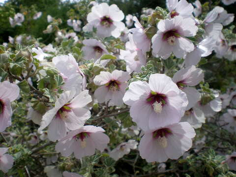 Image of Malva subovata (DC.) Molero & J. M. Monts.