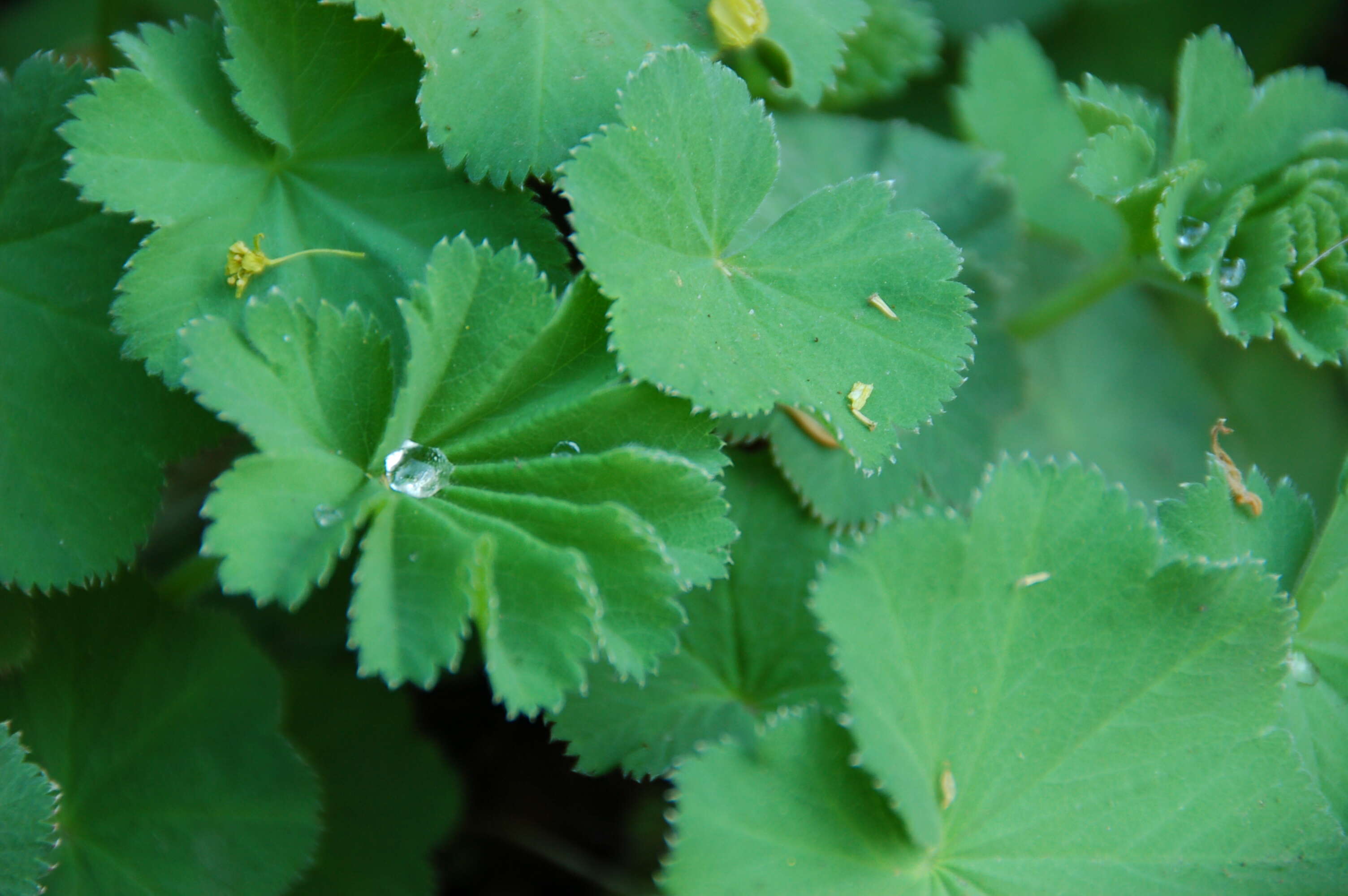 Image of hairy lady's mantle