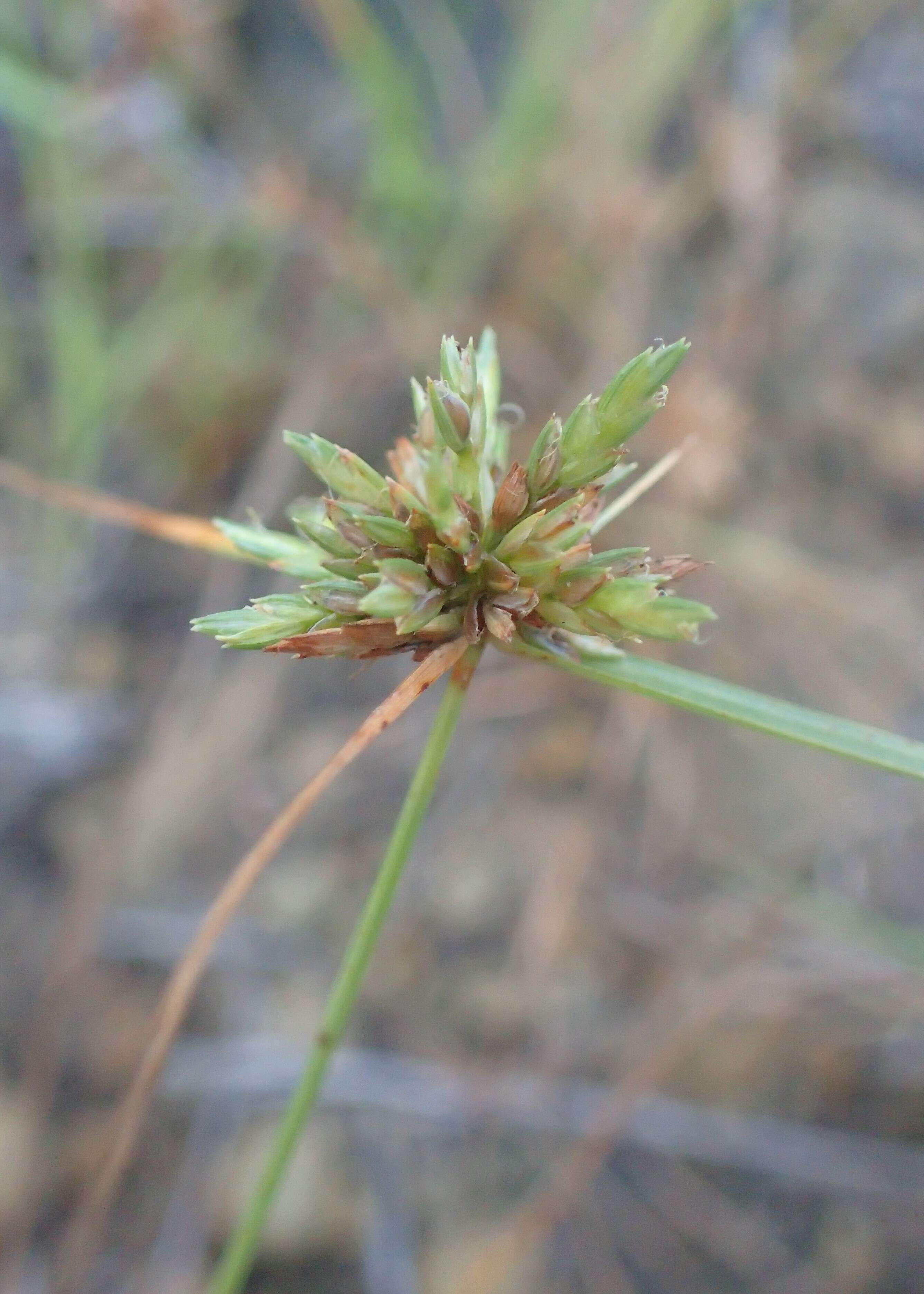 Image of Great Plains flatsedge