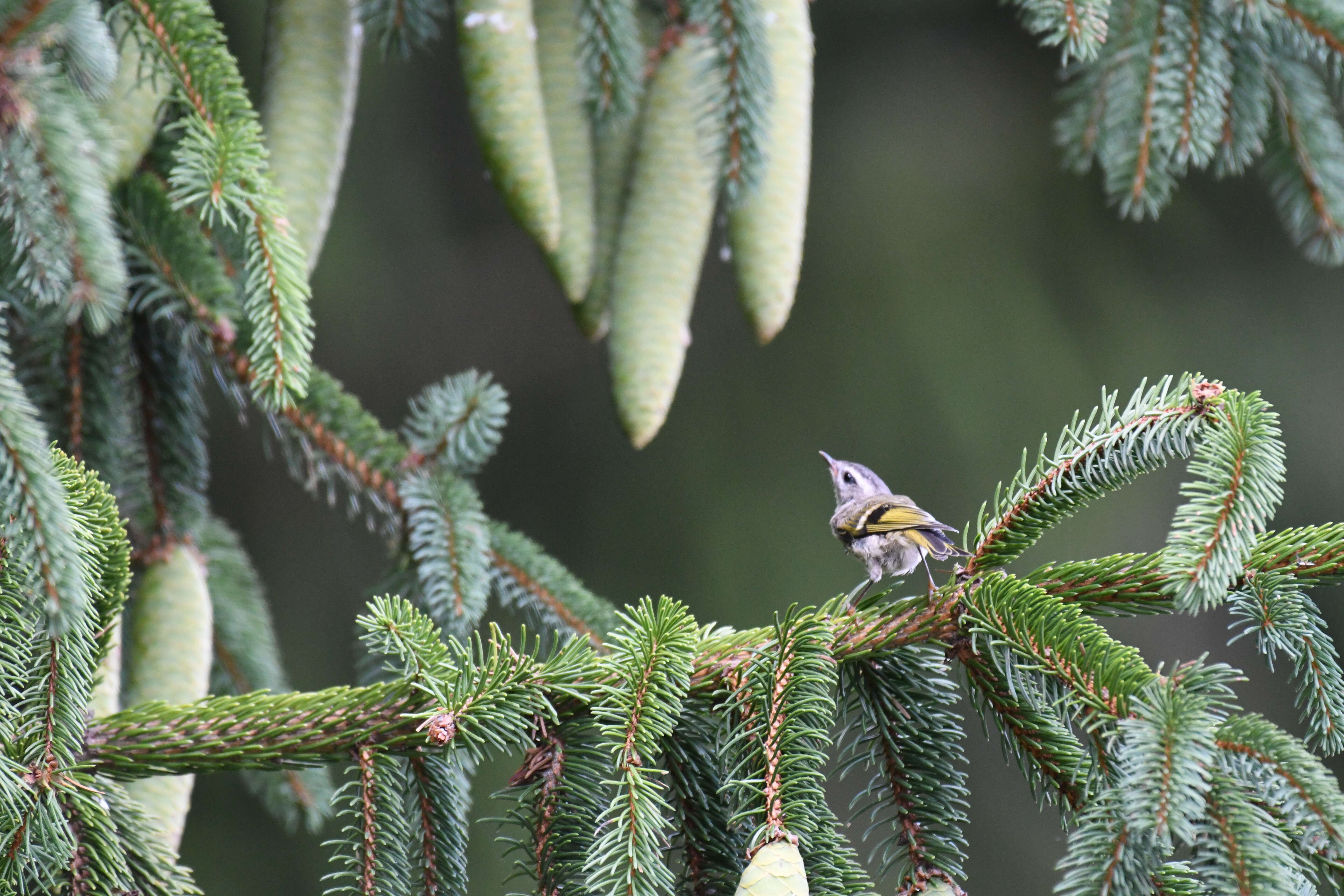 Image of Golden-crowned Kinglet