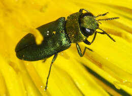 Image of Anthaxia nitidula (Linnaeus 1758)