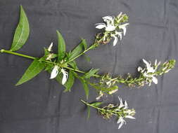 Lobelia nicotianifolia Roth resmi