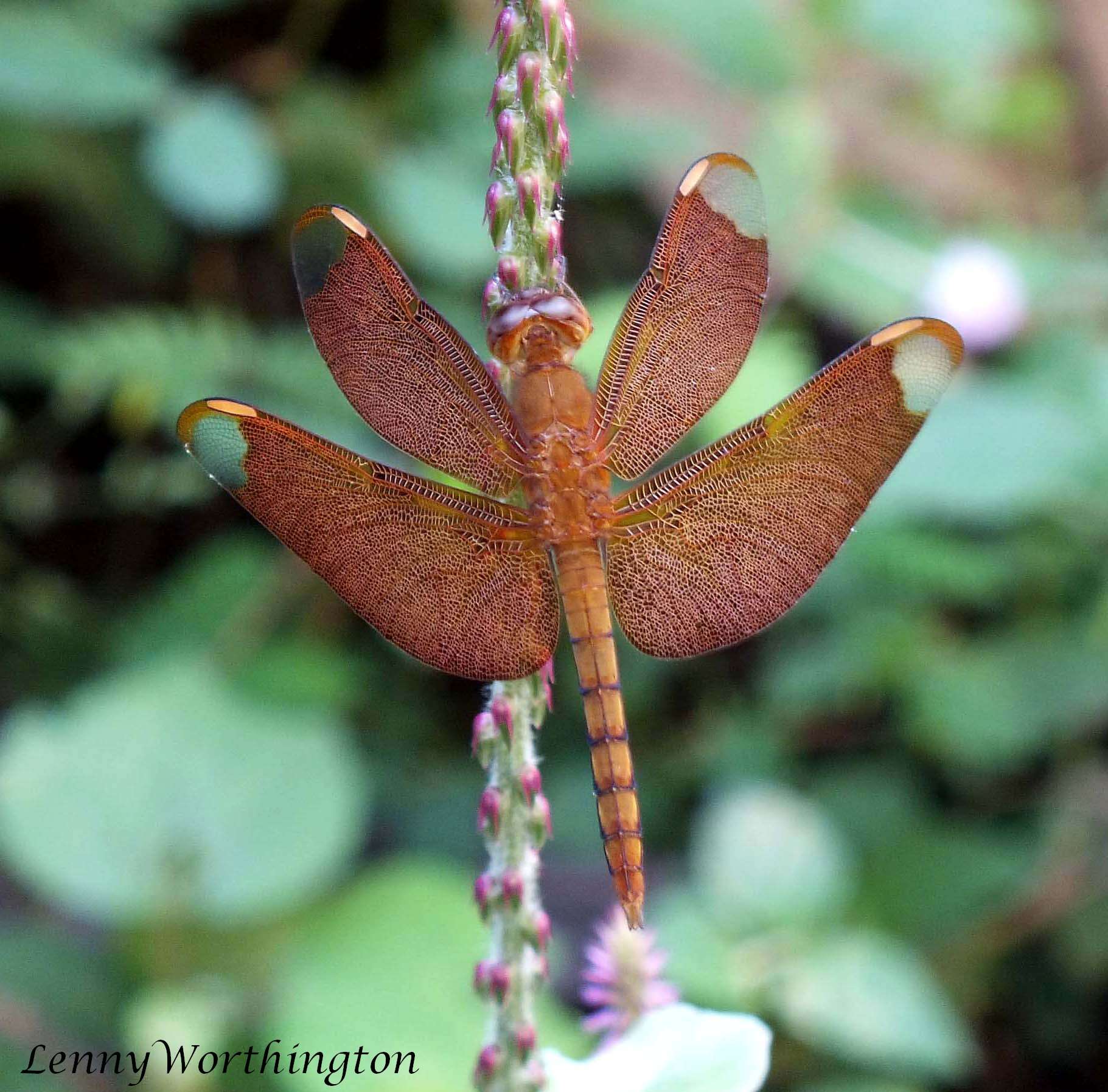 Image of Black Stream Glider