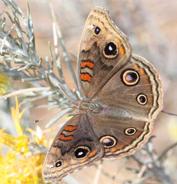 Image of Junonia nigrosuffusa Barnes & McDunnough 1916