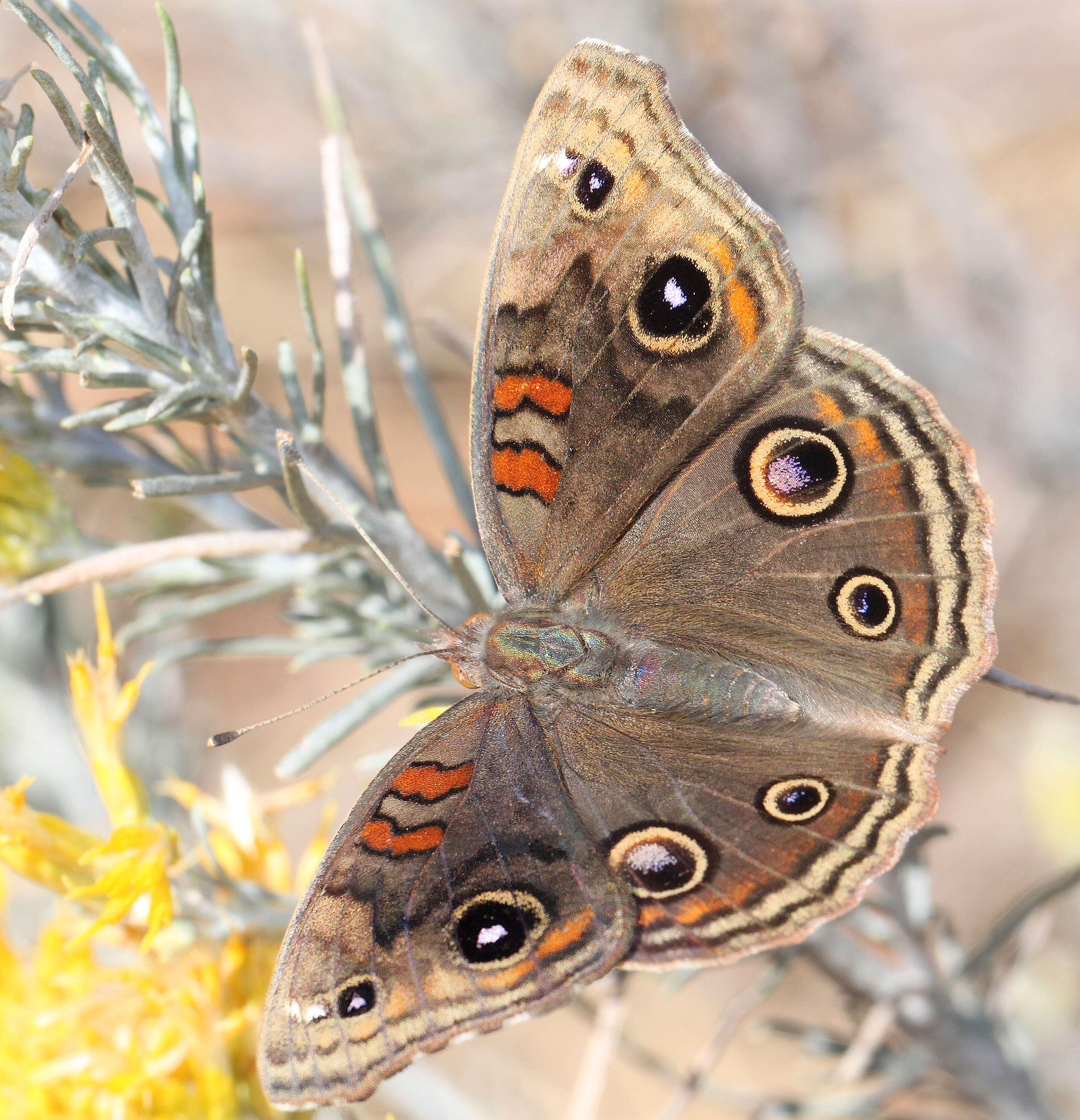 Image of Junonia nigrosuffusa Barnes & McDunnough 1916