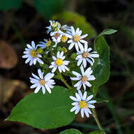 Image of Drummond's aster